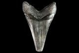 Large, Fossil Mako Shark Tooth - Georgia #75284-1